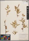 Foto von Salix capensis Thunb.